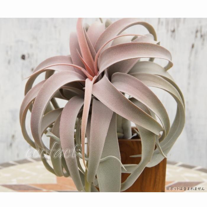 激安人気新品 フェイクグリーン キセログラフィカ レッド 28cm ピック エアプランツ チランジア 人工観葉植物 おしゃれ ウォールアート 造花 Whitesforracialequity Org