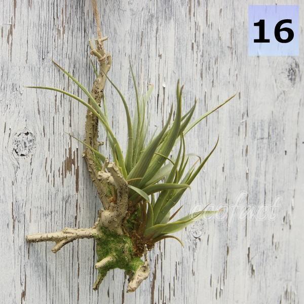 フェイクグリーン チランジア グリーン 大きな割引 養生 活着 エアプランツ おしゃれ 造花16cm 壁掛け ウォールアート 人工観葉植物 ミニ