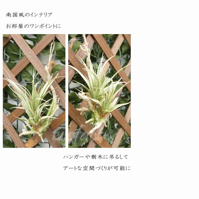 フェイクグリーン チランジア グリーン 養生 活着 エアプランツ ミニ 壁掛け 人工観葉植物 おしゃれ ウォールアート 造花16cm｜area27｜05