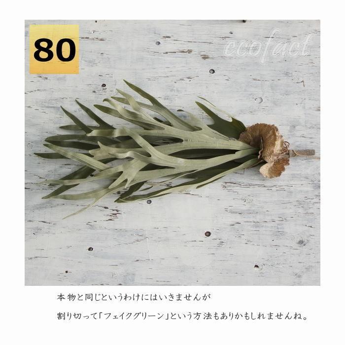 フェイクグリーン 大型 ブランチ 80cm コウモリラン（ビカクシダ