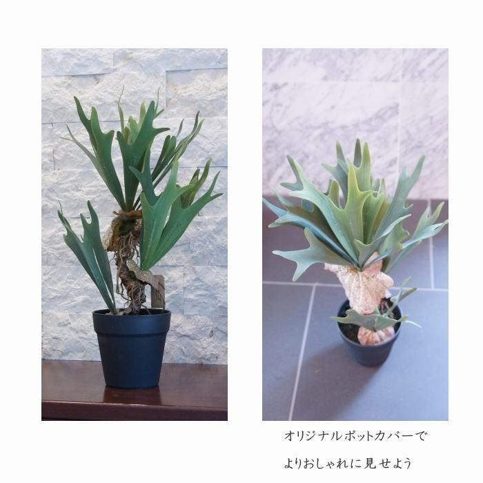 光触媒　人工観葉植物　ウォールグリーン　フェイクグリーン　コウモリランと胡蝶蘭r フェイクグリーン コウモリラン コロナリウム（ビカクシダ）52cm