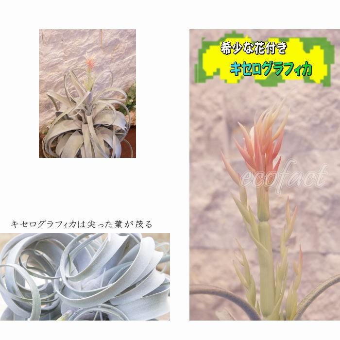 フェイクグリーン キセログラフィカ 花付き58cm ピック エアプランツ チランジア 人工観葉植物 おしゃれ ウォールアート 造花 Y エリア27 通販 Yahoo ショッピング