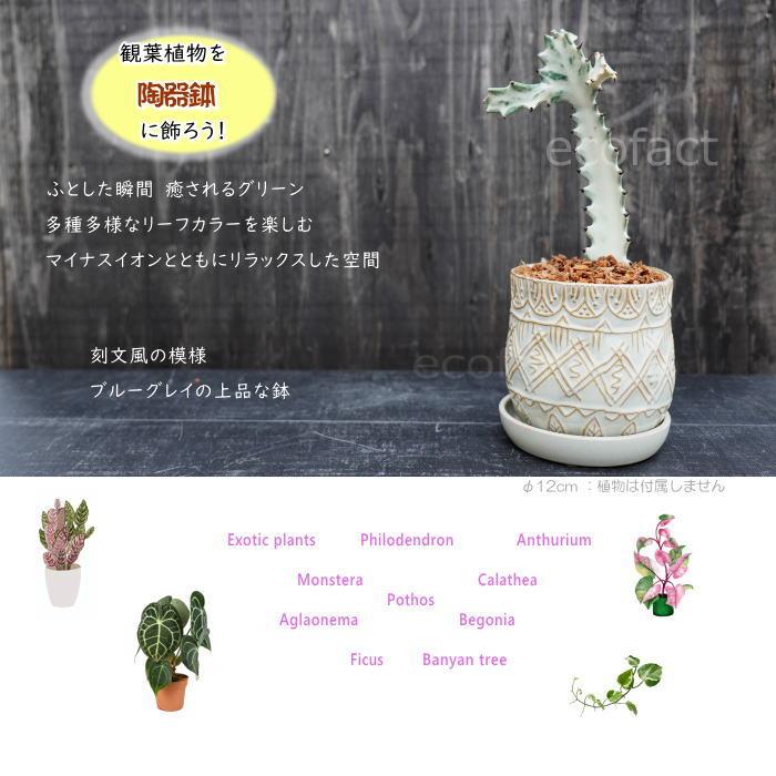 おしゃれ フラワーポット 陶器鉢 植木鉢 ミニポット 底穴あり