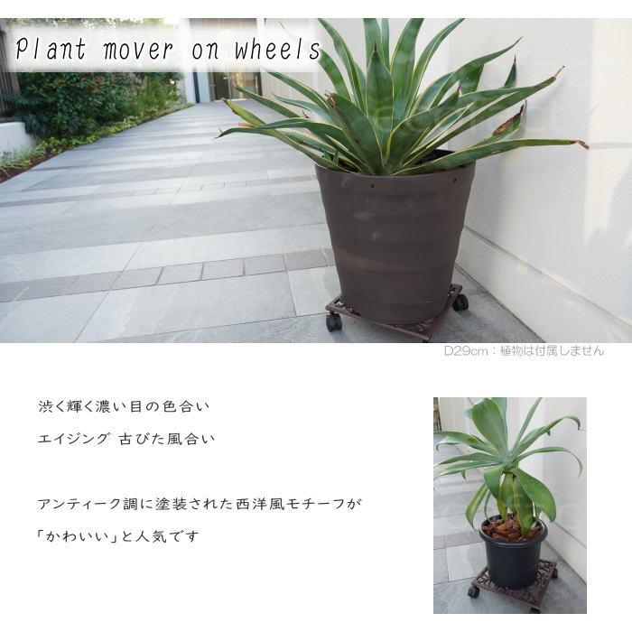 植物棚　シェルフ　６号鉢　受け皿　プランタラック　アガペ　コーデックス 植物棚 シェルフ 6号鉢 受け皿 プランタラック アガペ