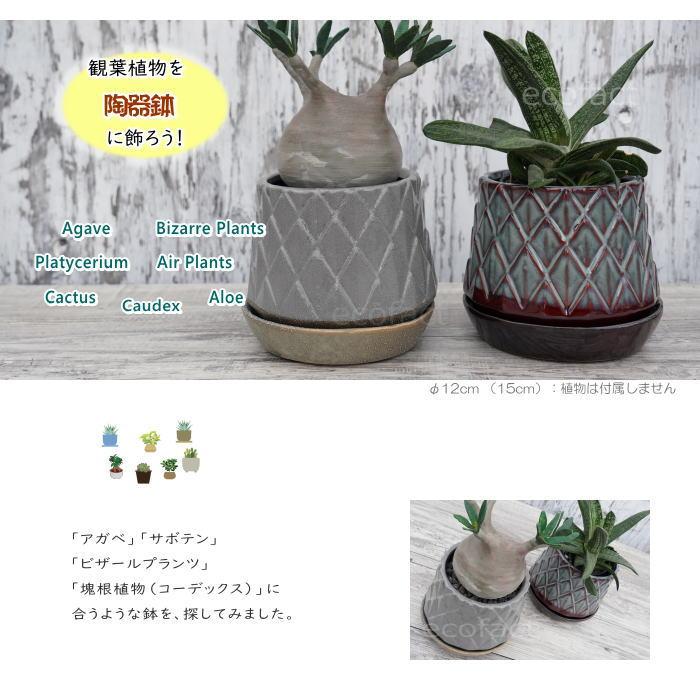 アガベ　SAD 双頭　 陶器鉢付き アガベ SAD 双頭 陶器鉢付き アガベSAD 南アフリカダイヤモンド