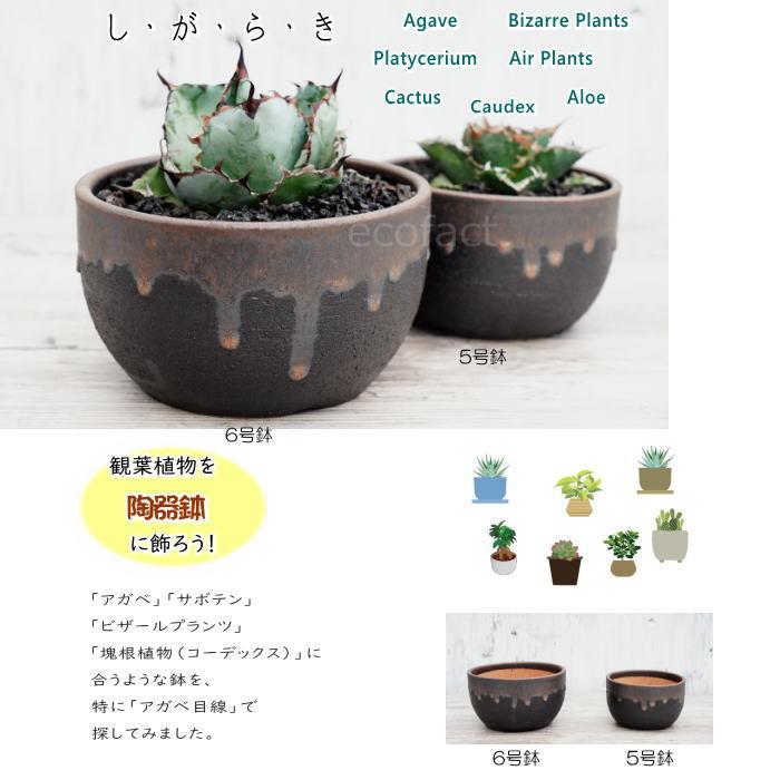 陶器鉢 植木鉢 5号 丸型 金彩 ゴールド/ブラック おしゃれ 陶器鉢 植木鉢 5号 丸型 金彩 ゴールド/ブラック おしゃれ