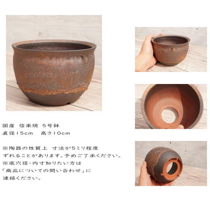 陶器鉢 植木鉢 5号 深丸型 金彩 ゴールド/ブラック おしゃれ
