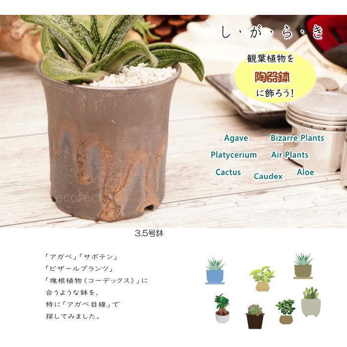 陶器鉢 植木鉢 3号 ラッパ型 金彩 ゴールド/ブラック プランター 園芸