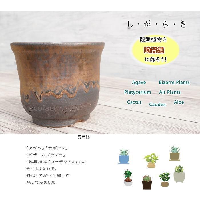 貫入金彩植物模様 和風深鉢 陶器 新品 陶器鉢 植木鉢 5号 中深型 金彩 ゴールド/ブラック プランター 園芸鉢
