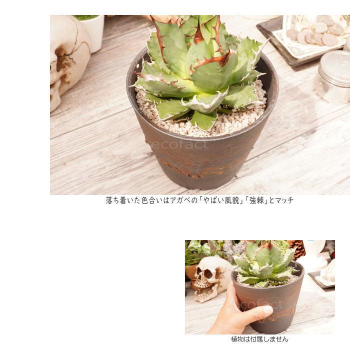 陶器鉢 植木鉢 5号 深ソリ型 金彩 ゴールド/ブラック プランター 園芸