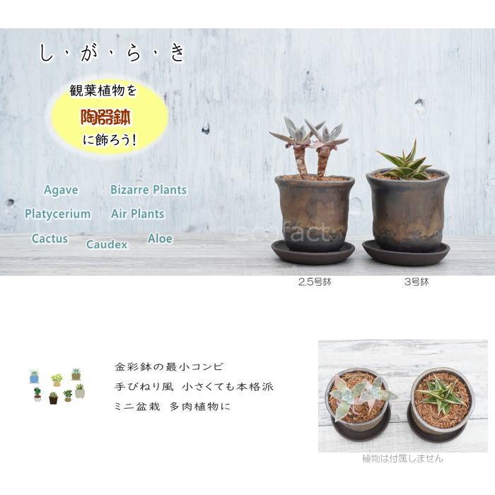 陶器鉢 植木鉢 2.5号 受皿付き 中深型 金彩 ゴールド/ブラック 陶器鉢 植木鉢 2.5号 受皿付き 中深型 金彩 ゴールド/ブラック