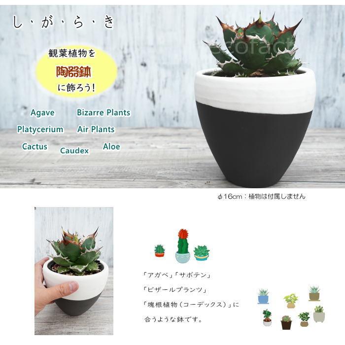 陶器鉢 植木鉢 小鉢 底穴あり MATPOT マットポットL ホワイト