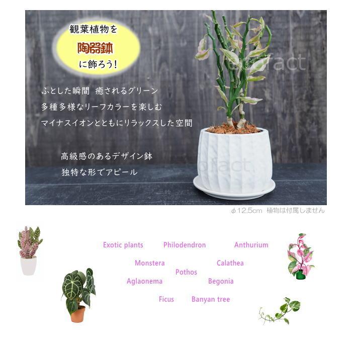 おしゃれ フラワーポット 陶器鉢 植木鉢 ミニポット リベロ 白 M 星口
