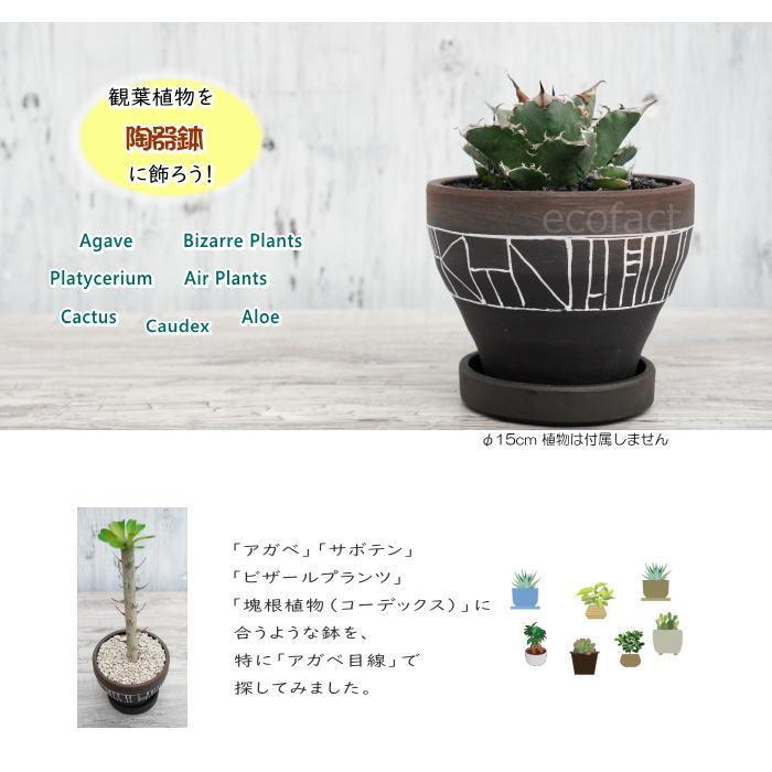 陶器鉢 植木鉢 ミニポット ミラベル 黒 マットブラック φ15.5cm