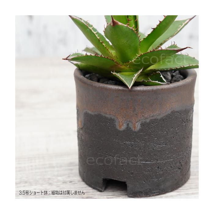 陶器鉢 植木鉢 3.5号ショートタイプ 筒型 金彩 ゴールド/ブラック