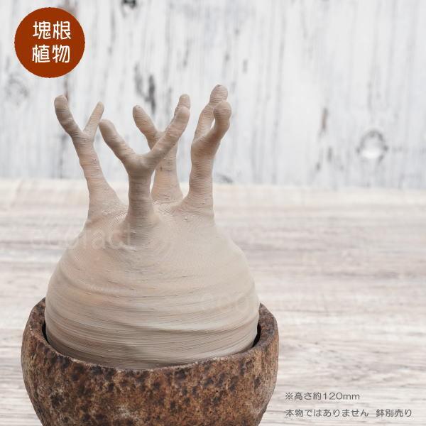 フェイクグリーン 3D フィギュア グラキリス パキポディウム 葉無し M