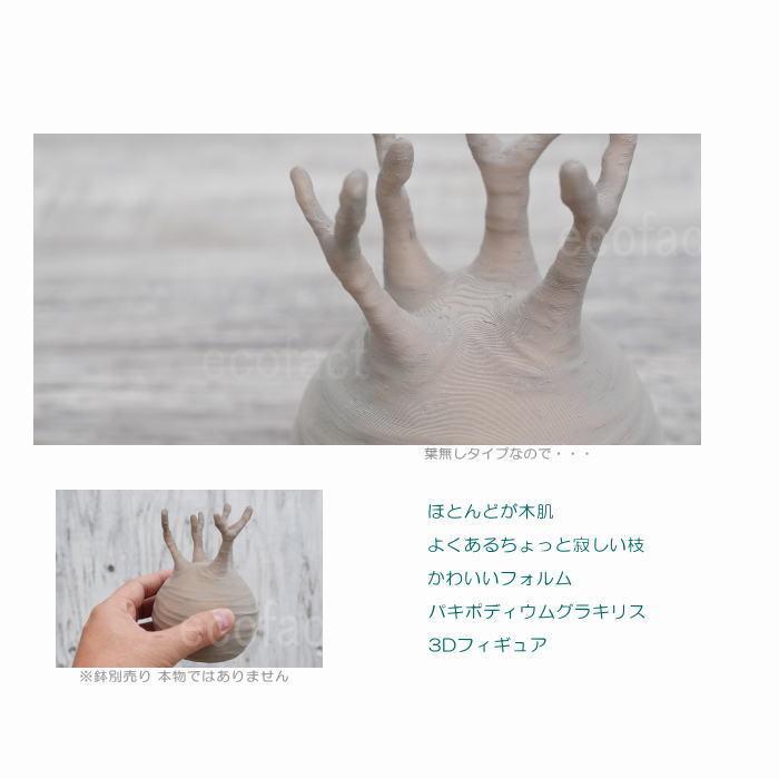 フェイクグリーン 3D フィギュア グラキリス パキポディウム 葉無し M