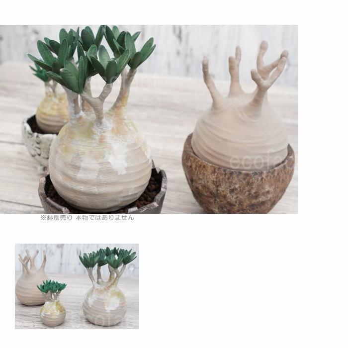 フェイクグリーン 3D フィギュア グラキリス パキポディウム 葉無し M