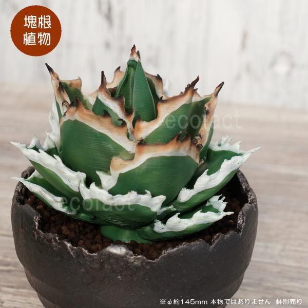 アガベ チタノタ 実生　クシャトリヤ　観葉植物 3Dプリンタ鉢植え フェイクグリーン 3D フィギュア アガベ チタノタ Mサイズ φ145mm