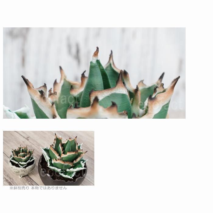 フェイクグリーン 3D フィギュア アガベ チタノタ Mサイズ φ145mm