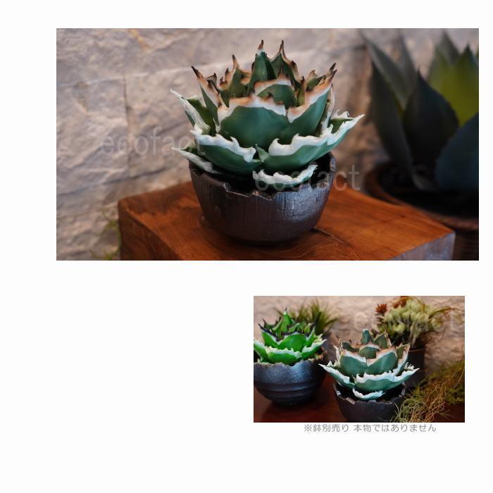 フェイクグリーン 3D フィギュア アガベ チタノタ Mサイズ φ145mm