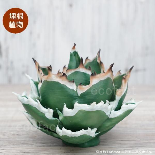 塊根植物フィギュア⑦ 塊根植物フィギュア⑥の通販 by あべさん｜ラクマ