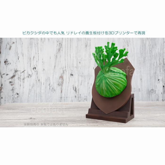 フェイクグリーン 3D フィギュア ビカクシダ コウモリラン