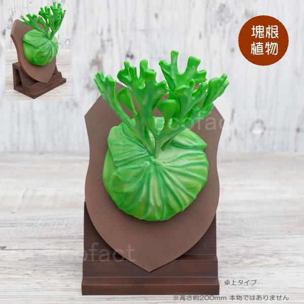 ビカクシダ A30 楽天市場】(現品) ビカクシダ 'ラナ' (pup) (No.41105