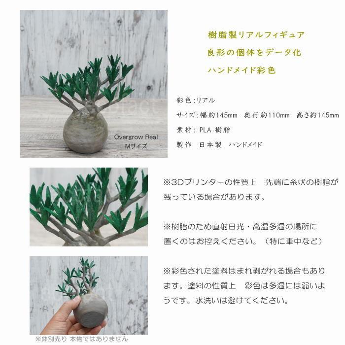 フェイクグリーン 3D フィギュア パキポディウム グラキリス Overgrow