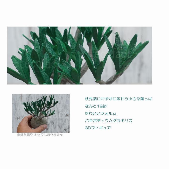 フェイクグリーン 3D フィギュア パキポディウム グラキリス Overgrow