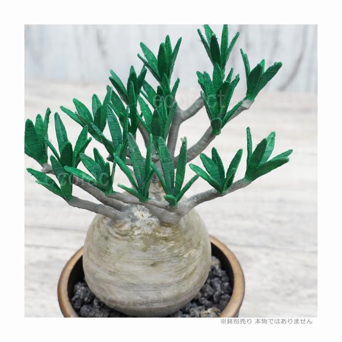 フェイクグリーン 3D フィギュア パキポディウム グラキリス Overgrow