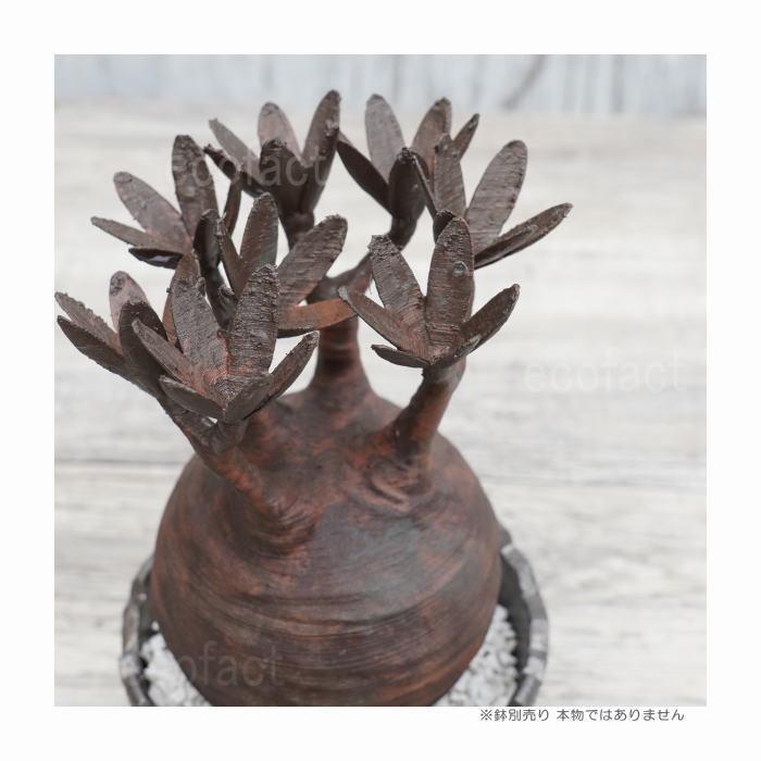 フェイクグリーン 3D フィギュア パキポディウム グラキリス 赤錆