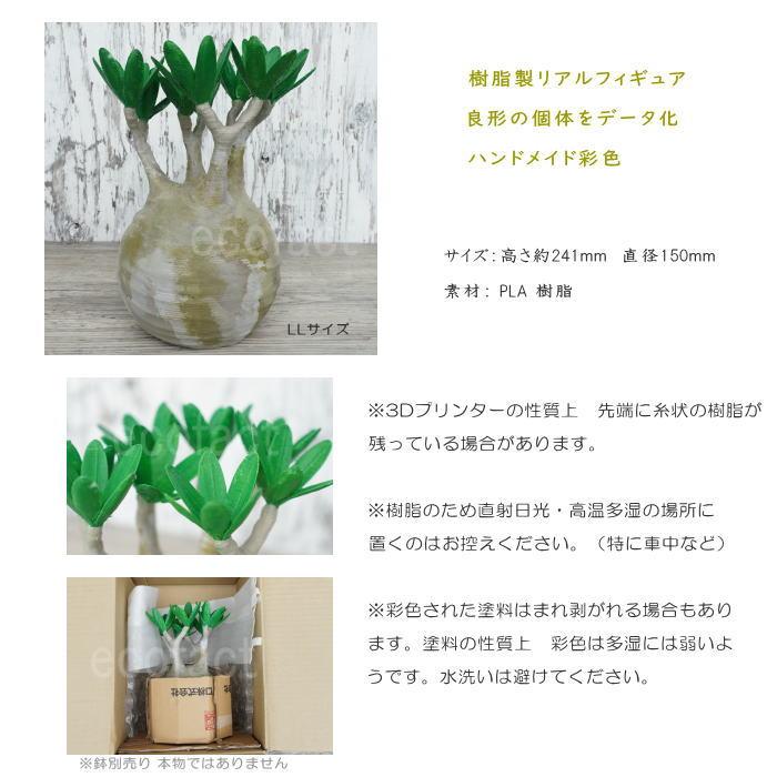 フェイクグリーン 3D フィギュア パキポディウム グラキリス リアル LL