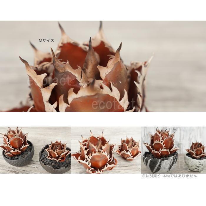 大眼 yei tao yeitao アガベ 陶器 フィギュア 大眼 yei tao yeitao アガベ 陶器 フィギュア 大眼 yei tao yeitao