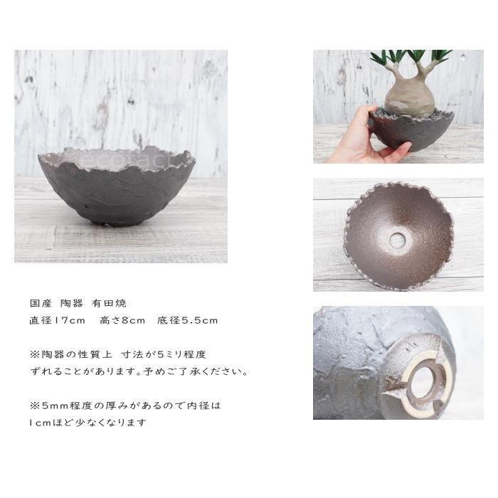 陶器鉢 植木鉢 ミニポット 底穴あり BUNGA POT クラウン 平型 （大