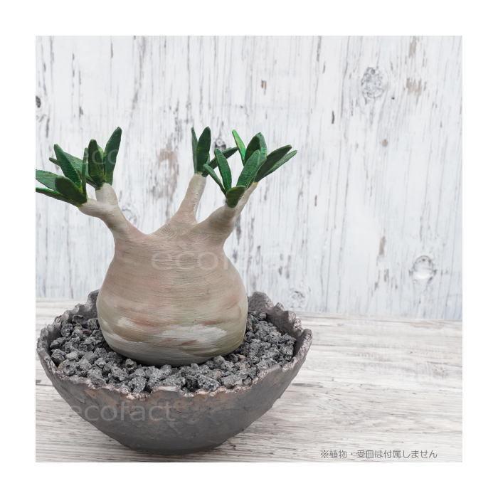 陶器鉢 植木鉢 ミニポット 底穴あり BUNGA POT クラウン 平型 （大
