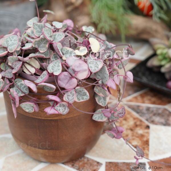 ブリックカップ SS 木製 鉢 鉢カバー 植木鉢 ミニポット 底穴無し