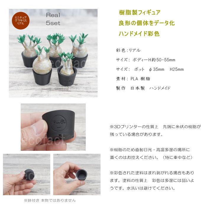 3D フィギュア ミニチュア 5セットリアル グラキリス パキポディウム