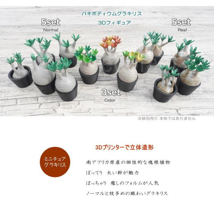 3D フィギュア ミニチュア 3セット カラー グラキリス パキポディウム