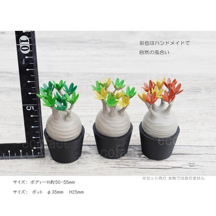 3D フィギュア ミニチュア 3セット カラー グラキリス パキポディウム