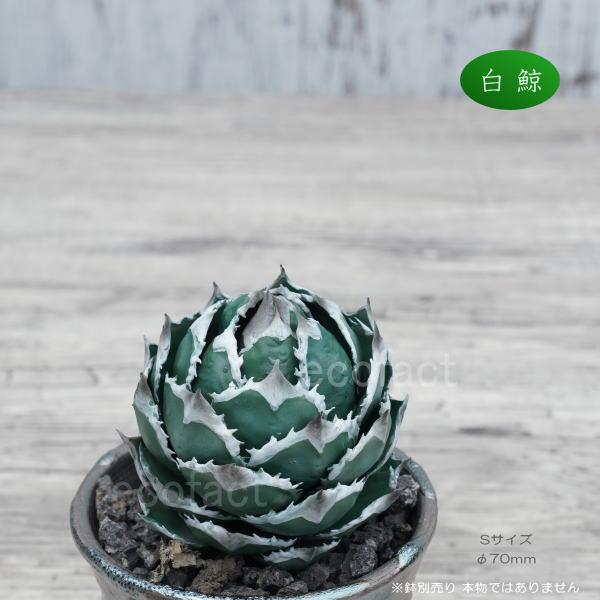 フェイクグリーン 3D フィギュア アガベ チタノタ 白鯨 Sサイズ 造花