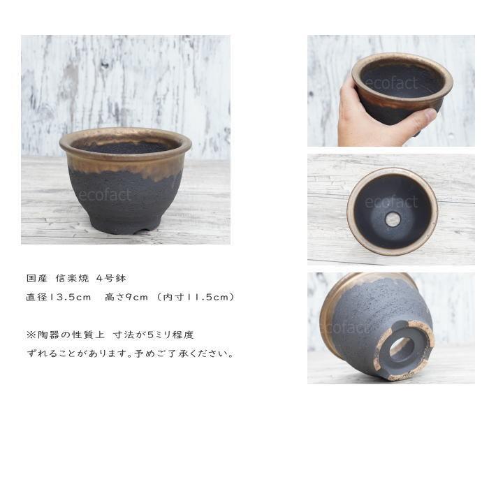 陶器鉢 植木鉢 4号フチ 底穴あり 金彩 ブラック 園芸鉢 信楽焼 かみ山