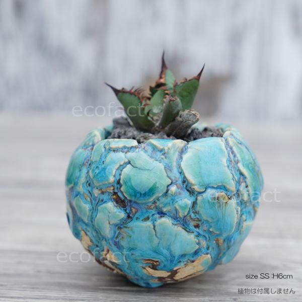 青緑色の多肉植物 陶器鉢付き*10 陶器鉢 植木鉢 底穴あり 丸型 フォレスト（グリーン）白茶 SS