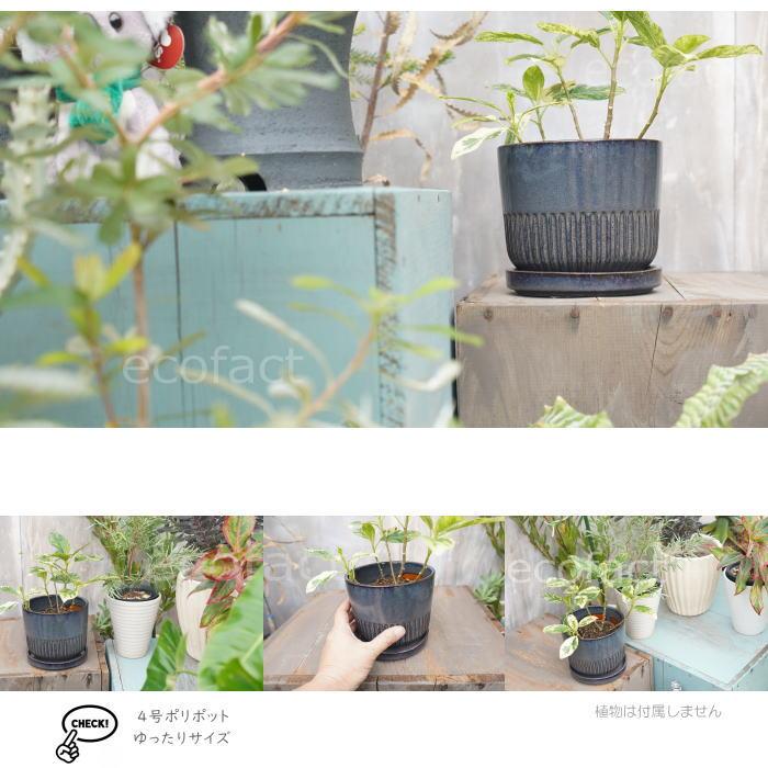 鉢花 Ray 工場直売 鉢花 Ray 鉢花