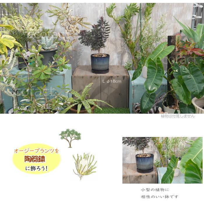 植木鉢 おしゃれ 陶器鉢 フラワーポット ミニポット 底穴あり Streak L