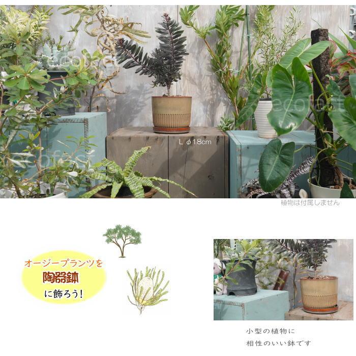 植木鉢 おしゃれ 陶器鉢 フラワーポット ミニポット 底穴あり Streak L