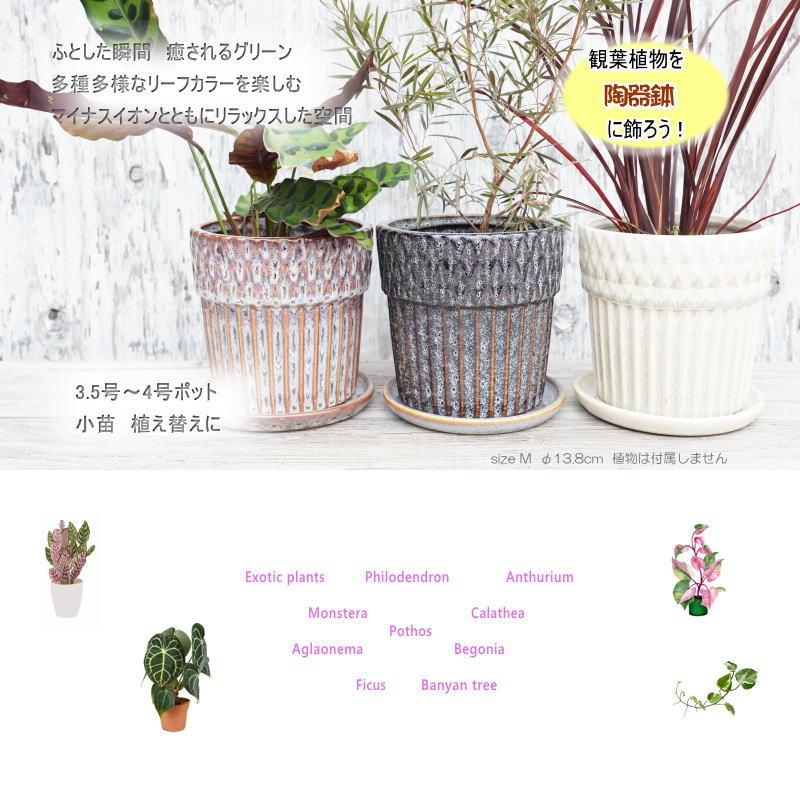 植木鉢andソーサー✳︎POT観葉植物✳︎園芸プランター タイディポット L 植木鉢 鉢 ソーサー セット プランター