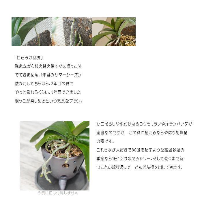 ラン鉢 穴あき鉢 ハンギング 吊り鉢 おしゃれ 陶器鉢 植木鉢 ミニ