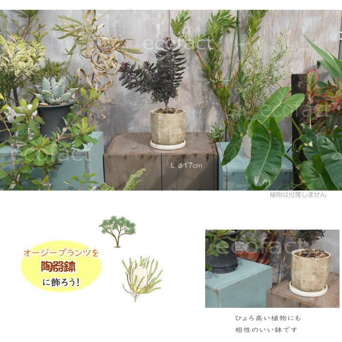 植木鉢 おしゃれ セメント鉢 フラワーポット ミニポット 底穴あり