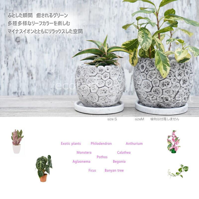 ポット 鉢 植木鉢 プランター おしゃれ セメント鉢 φ12cm ディノエッグ